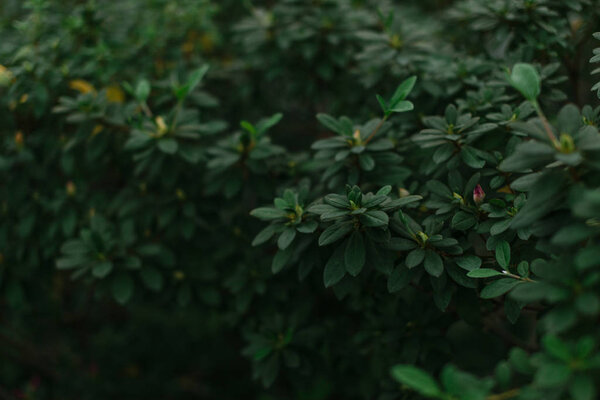 dark green texture of leaves and grass