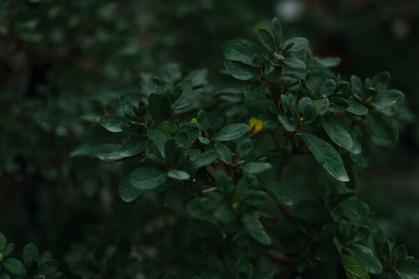 dark green texture of leaves and grass