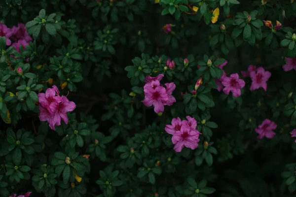 Virágok a kertben — Stock Fotó