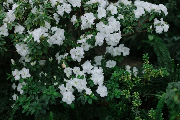 Fiori in giardino — Foto Stock