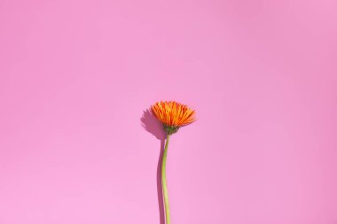 Pembe arka planda izole edilmiş turuncu çiçek.