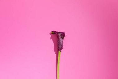 Pembe arka planda izole edilmiş mor kalla çiçeği.
