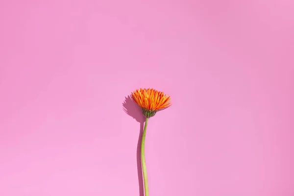 Flor Laranja Isolado Fundo Rosa Com Sombra — Fotografia de Stock