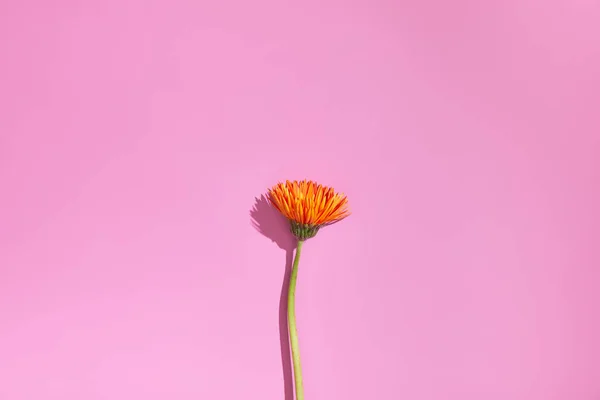 Pembe arka planda izole edilmiş turuncu çiçek.