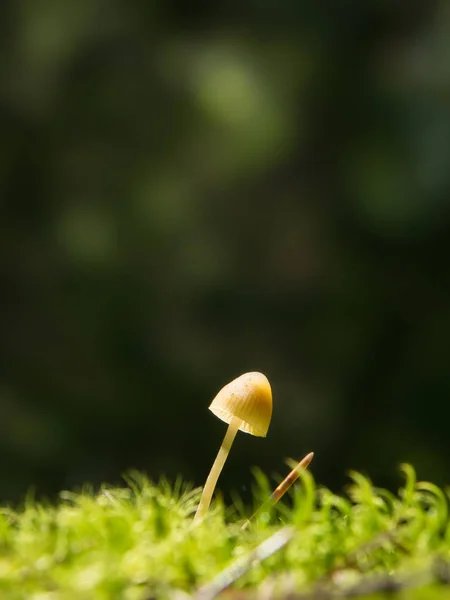 Pequeno cogumelo lamelar em um musgo verde em uma floresta, iluminado por um raio de sol, inclinado para a direita — Fotografia de Stock