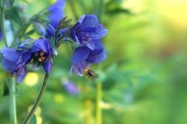 Voe coletando pólen em uma flor roxa com estames amarelos, fundo borrado, cores delicadas — Fotografia de Stock