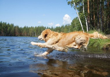 Dog Golden Retriever dives into the forest lake shore with a running, a moment before immersion in water clipart