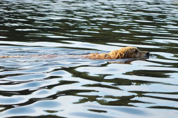 Hond Golden Retriever zwemt in het water, het hoofd boven water, golven — Stockfoto