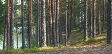 Panorama of pine forest near the lake, the path goes into the distance between the straight trunks clipart
