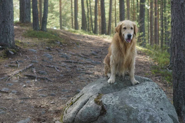 El perro cría golden retriever sentado después de nadar en una gran roca en el sendero en el bosque de pinos y sonriendo — Foto de Stock