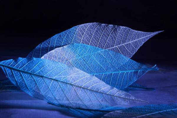 Skeletonized leaves with white and blue gradient against a dark background, side lights