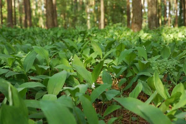 Green field lilies of the valley in the forest, illuminated by the sun. Tree trunks and bokeh in the background — Stock Photo, Image