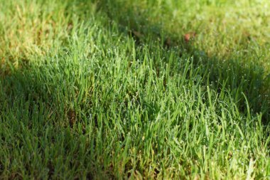 Çiğ yeşil çim çim üzerinde