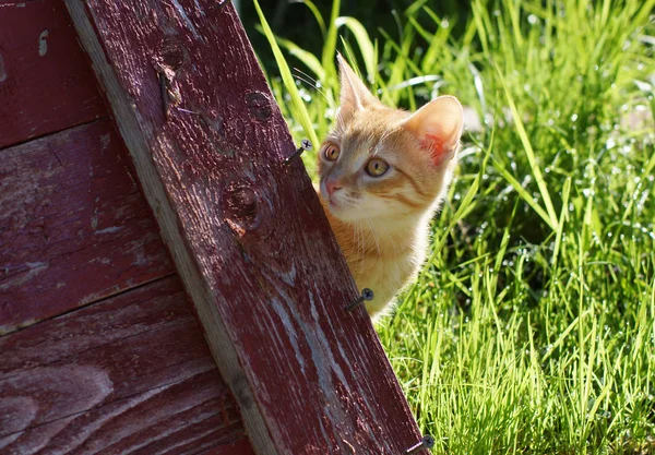 Pequeño gatito rojo asomándose por un escudo rojo de madera, mirando hacia otro lado — Foto de Stock