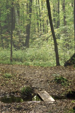 Ahşap köprü, dökülen yaprak döken orman yolundaki bir akışta arasında.