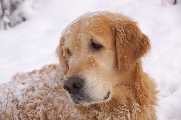 Het hondenras een golden retriever, terugkijkend, rondslingeren en spelen in de witte sneeuw — Stockfoto