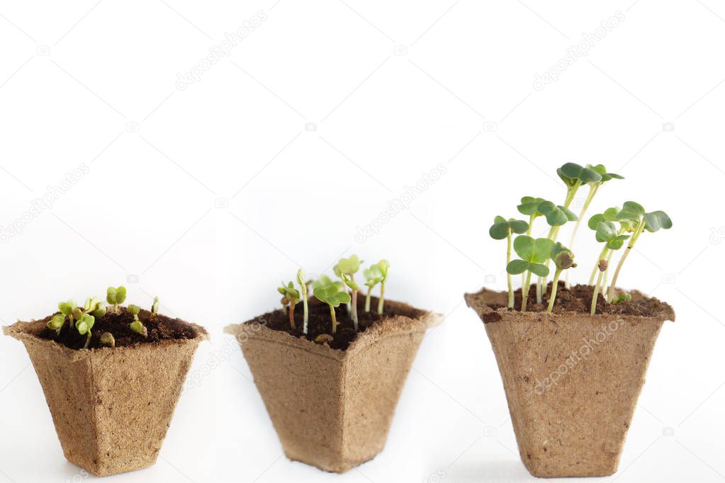 Stages of development of radish sprouts, three peat pots with soil and plants.