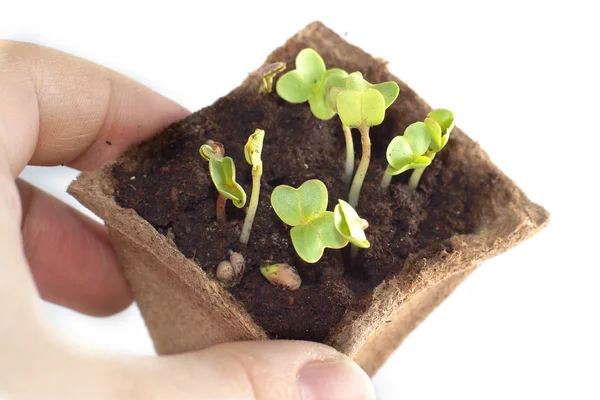 Plántulas en la ventana, dedos tocando plantas jóvenes —  Fotos de Stock