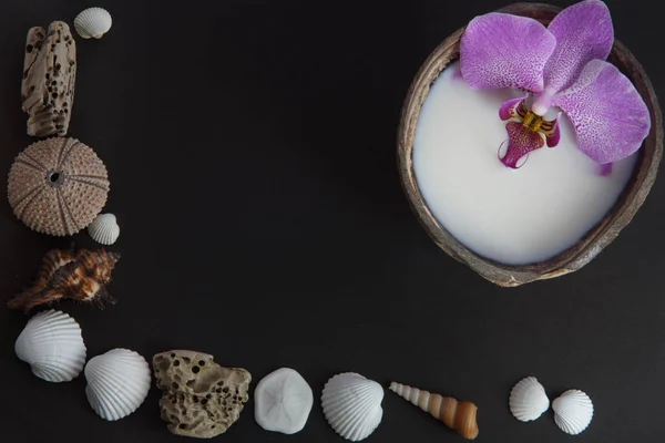 Orchideebloem in melk in een kokosnoot op een donkere achtergrond, voorbereiding voor een kuur, schelpen en zee-egels op een donkere achtergrond liggen in de vorm van een hoek — Stockfoto
