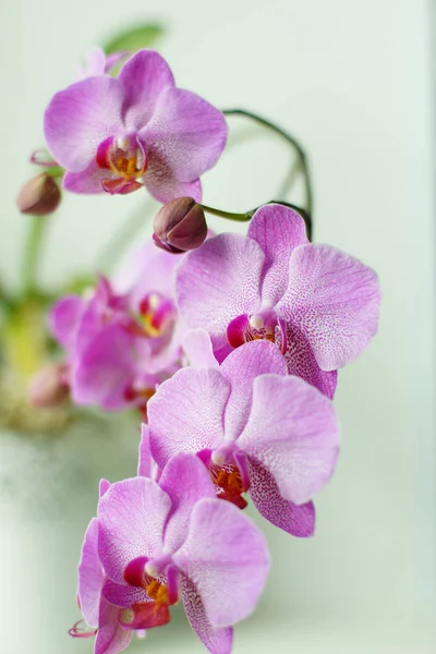 Lila orkidé i fönstret, en massa blommor på stjälkar — Stockfoto
