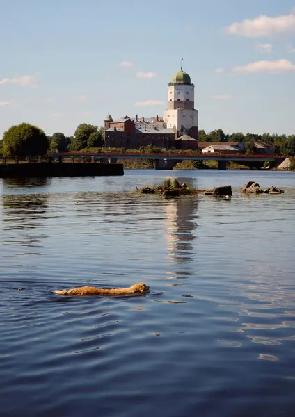 Cane razza golden retriever galleggia nel lago, dall'altra parte dell'antica torre della fortezza — Foto Stock