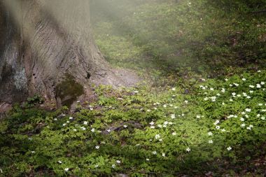 Güneş ışınlarının bir takas bir ağaç - Anemone sylvestris altında üzerinde ilk bahar çiçekleri aydınlatmak