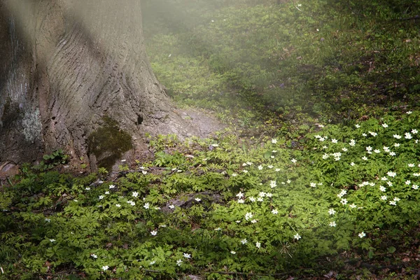 Os raios do sol iluminam as primeiras flores de primavera em uma clareira abaixo de uma árvore - Anemone sylvestris — Fotografia de Stock