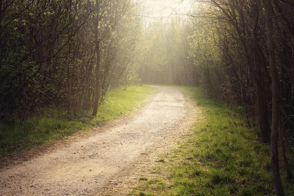 El camino en el bosque, dejando atrás el giro, iluminado por el sol de la mañana — Foto de Stock