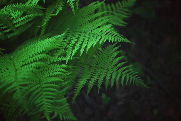 Fern bush växer i skogen, vackra bladmönster — Stockfoto