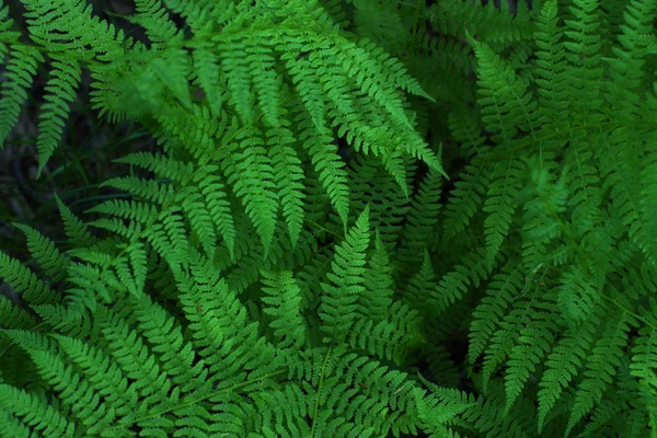 Fern bush växer i skogen, vackra bladmönster — Stockfoto