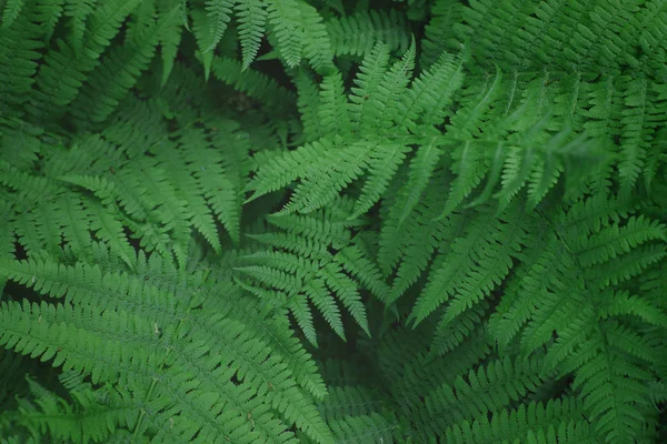 Fern bush växer i skogen, vackra bladmönster — Stockfoto