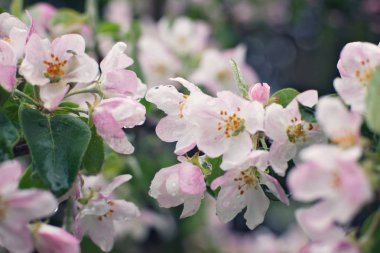 Yağmur, pembe çiçek ve yaprakları su damlaları ile kaplıdır sonra çiçek açan elma ağacı sığ Dof