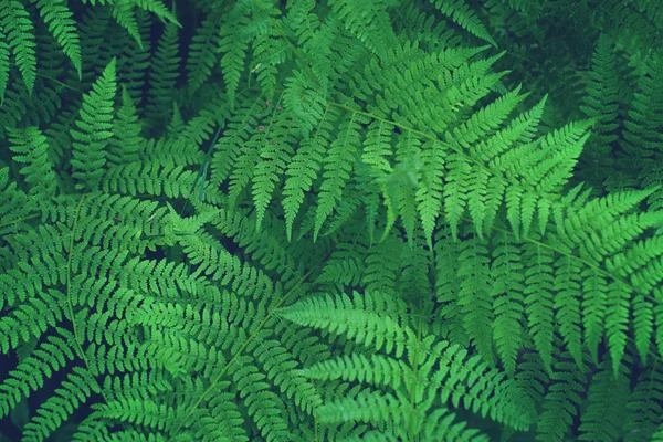 Fern bush growing in the forest, beautiful leaf pattern — Stock Photo, Image