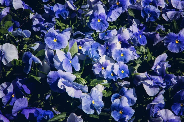 Uppsättning av blå viola tri-color blommor med blad, närbild — Stockfoto