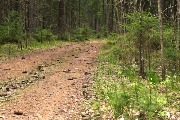 The path in the spruce forest, covered with spruce cones, going into the distance — Stock Photo, Image