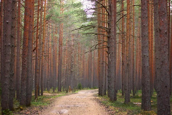 Hatta mayo çam ağaçlarının her iki tarafta mesafe içine uzanan yol çam ormanı içinde