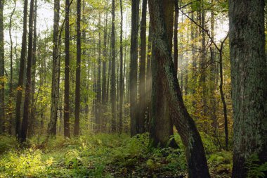Sabah güneş ışınlarının ağaçların dalları yollarını orman olun.