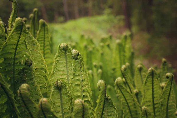 Unga blad av ormbunken, blommande i skogen, vridna spiraler — Stockfoto