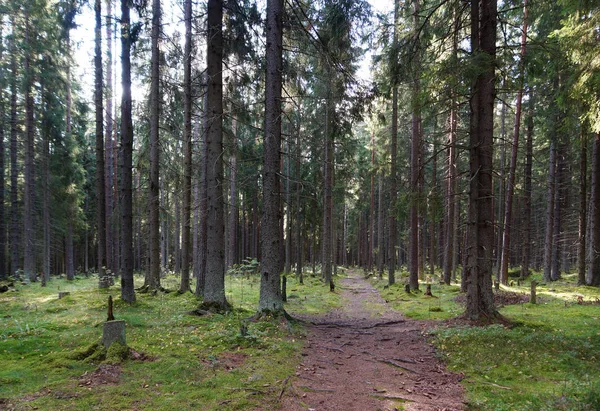 Η διαδρομή στο δάσος της ερυθρελάτης, αφήνοντας στο άλσος παρελθόν τα μεγάλα δέντρα, κολοβώματα, πράσινο hummocks και ο ήλιος λάμπει μέσα από τα κλαδιά των δέντρων — Φωτογραφία Αρχείου