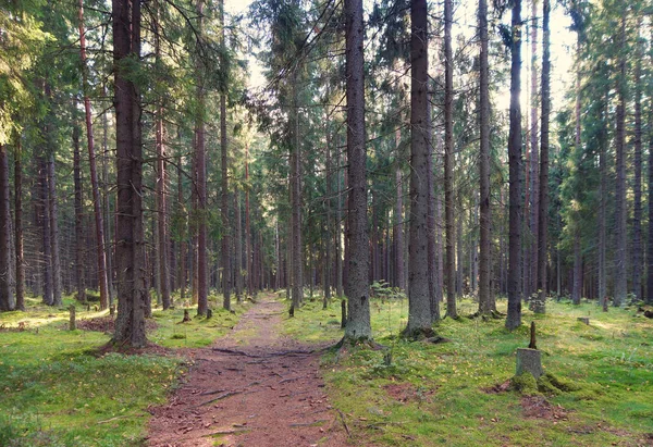 Η διαδρομή στο δάσος της ερυθρελάτης, αφήνοντας στο άλσος, οι ρίζες των δέντρων προσπεράσει τη διαδρομή, το πρωί το καλοκαίρι — Φωτογραφία Αρχείου