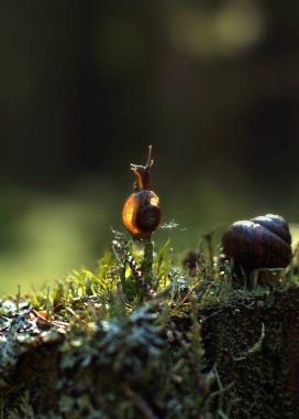 Küçük salyangoz ormanın içinde dikey bir dal tırmandı ve yolun dışında güneş ışınları tarafından aydınlatılmış görünüyor