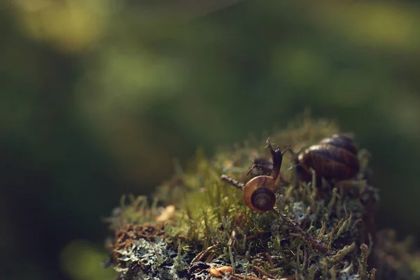 The mosquito sat on the shell of a snail crawling over the moss in the morning forest. — Stock Photo, Image
