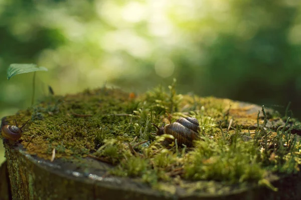 Yaz aylarında sabahın erken saatlerinde orman yosun ile kaplı büyük bir güdük boyunca iki salyangoz gezinme