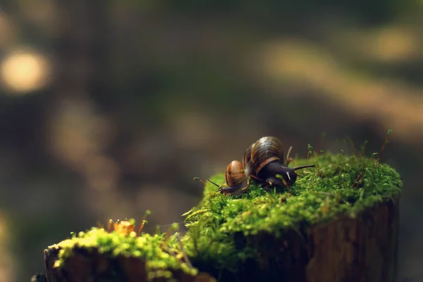 Two snails turned away in different directions early in the morning on a stump with moss in the forest — Stock Photo, Image