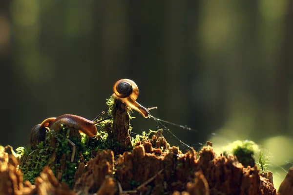 Dois caracóis rastejar ao longo do toco vermelho quebrado com a floresta da manhã, são iluminados pelos raios do sol — Fotografia de Stock