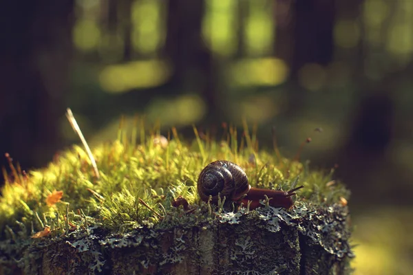 Die Gartenschnecke kriecht im Wald am Moos entlang — Stockfoto