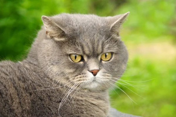 Szürke macska brit fajta a kertben — Stock Fotó