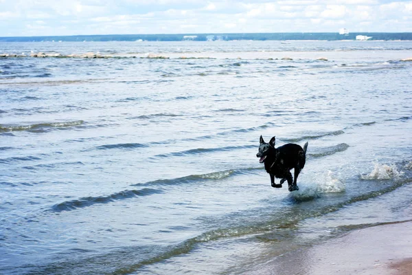 黒犬は、湾の浅瀬を通して突入します。 — ストック写真