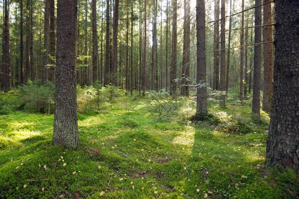 Tannenwald am frühen Sommermorgen, Moos auf dem Boden, junge Weihnachtsbäume — Stockfoto