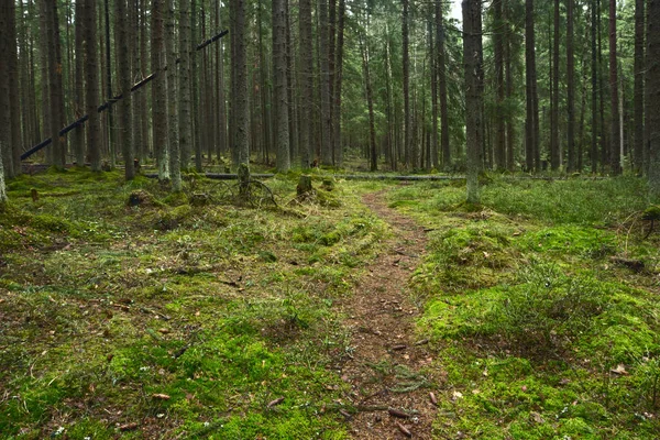 The footpath goes deep into the spruce forest past hemp trees and tall trees — Stock Photo, Image